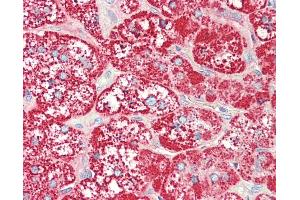 Anti-SLC47A1 / MATE1 antibody IHC staining of human adrenal. (SLC47A1 抗体  (AA 492-519))