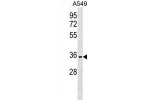 Western Blotting (WB) image for anti-Olfactory Receptor, Family 51, Subfamily B, Member 6 (OR51B6) antibody (ABIN3000039) (OR51B6 抗体)