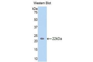 Western Blotting (WB) image for anti-TAR DNA Binding Protein (TARDBP) (AA 104-262) antibody (ABIN1860693) (TARDBP 抗体  (AA 104-262))