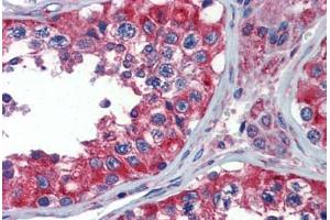 Human Testis (formalin-fixed, paraffin-embedded) stained with NPY1R antibody ABIN462232 followed by biotinylated goat anti-rabbit IgG secondary antibody ABIN481713, alkaline phosphatase-streptavidin and chromogen. (NPY1R 抗体  (AA 180-229))