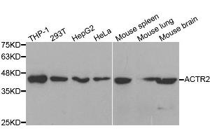 Western blot analysis of extracts of various cell lines, using ACTR2 antibody. (ACTR2 抗体)