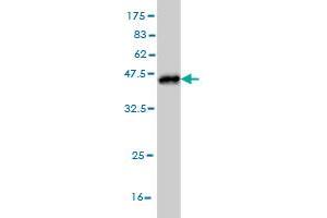 Western Blot detection against Immunogen (36. (MRRF 抗体  (AA 163-262))