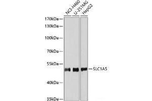 Western blot analysis of extracts of various cell lines using SLC1A5 Polyclonal Antibody at dilution of 1:3000. (SLC1A5 抗体)