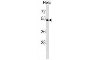 BAG4 Antibody (C-term) western blot analysis in Hela cell line lysates (35µg/lane). (BAG4 抗体  (C-Term))