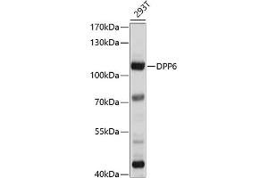 Western blot analysis of extracts of 293T cells, using DPP6 antibody (ABIN6130331, ABIN6139796, ABIN6139797 and ABIN6214371) at 1:1000 dilution. (DPP6 抗体  (AA 117-210))