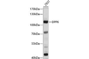 Western blot analysis of extracts of 293T cells, using DPP6 antibody (ABIN6130331, ABIN6139796, ABIN6139797 and ABIN6214371) at 1:1000 dilution. (DPP6 抗体  (AA 117-210))