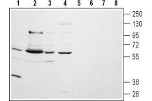 Western blot analysis of rat lung (lanes 1 and 5) and brain (lanes 2 and 6) membranes, human A-875 melanoma (lanes 3 and 7) and human MALM-3M malignant melanoma (lanes 4 and 8) cell lysates: - 1-4. (CHRM5 抗体  (Extracellular, N-Term))