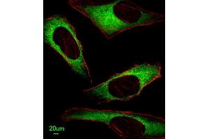 Immunofluorescent analysis of Hela cells, using IT Antibody (N-term) (ABIN651135 and ABIN2840091). (ITPA 抗体  (N-Term))