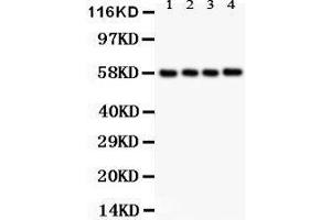 Anti- PKM2 Picoband antibody, Western blotting All lanes: Anti PKM2  at 0.