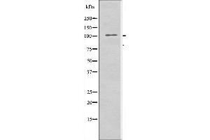 Western blot analysis of extracts from RAW264. (IARS2 抗体  (N-Term))