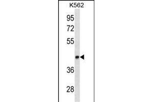 LEF1 Antibody ABIN1882259 western blot analysis in K562 cell line lysates (35 μg/lane).
