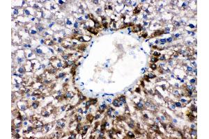 Immunohistochemistry (IHC) image for anti-Cytochrome P450, Family 1, Subfamily A, Polypeptide 2 (CYP1A2) (AA 185-320) antibody (ABIN3043820)