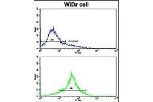 Flow cytometric analysis of WiDr cells using TYSY Antibody (C-term)(bottom histogram) compared to a negative control cell (top histogram). (TYMS 抗体  (C-Term))