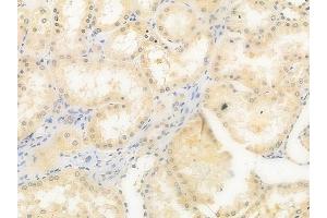 anti-S100 Calcium Binding Protein Z (S100Z) (Internal Region) antibody