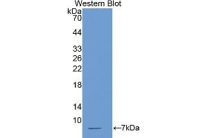 Western Blotting (WB) image for anti-Thymosin beta-4 (TMSB4X) (AA 1-44) antibody (ABIN1078569)
