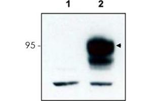 Western blot using Ntrk3 polyclonal antibody  to detect over-expressed Ntrk3 in HEK293 cells (Lane 2, arrowhead).