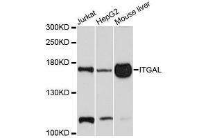 Western blot analysis of extracts of various cell lines, using ITGAL antibody. (ITGAL 抗体  (AA 26-306))
