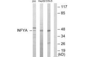 Western blot analysis of extracts from HepG2/293/COLO205 cells, using NFYA Antibody. (NFYA 抗体  (AA 261-310))