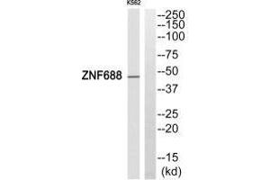 Western blot analysis of extracts from HepG2 cells, using ZNF688 antibody. (ZNF688 抗体)