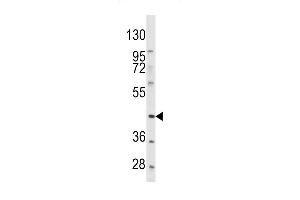 Western blot analysis of anti-PDGFRL Antibody (C-term) (ABIN392037 and ABIN2841805) in Hela cell line lysates (35 μg/lane). (PDGFRL 抗体  (C-Term))