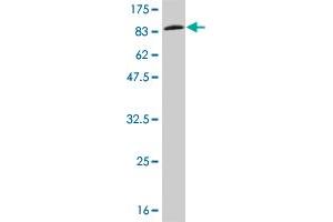 Western Blot detection against Immunogen (85. (IFNA2 抗体  (AA 24-188))