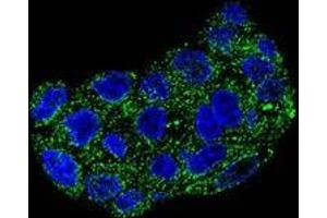 Confocal immunofluorescent analysis of GPX1 in HepG2 cells using Glutathione peroxidase 1 / GPX1  Antibody (C-term), followed by Alexa Fluor 488-conjugated goat anti-rabbit lgG (green). (Glutathione Peroxidase 1 抗体  (C-Term))