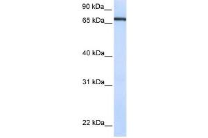 Western Blotting (WB) image for anti-Transcription Factor 7-Like 1 (T-Cell Specific, HMG-Box) (TCF7L1) antibody (ABIN2459996) (TCF7L1 抗体)