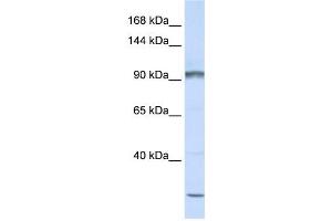 Western Blotting (WB) image for anti-Protocadherin alpha Subfamily C, 2 (PCDHAC2) antibody (ABIN2459277) (PCDHAC2 抗体)