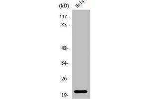 Western Blot analysis of HeLa cells using EID-1 Polyclonal Antibody (EID1 抗体  (Internal Region))