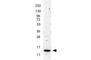 anti-Human IL-2 antibody shows detection of a band ~15 kDa in size corresponding to recombinant human IL-2. (IL-2 抗体)