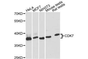 Western blot analysis of extracts of various cell lines, using CDK7 antibody. (CDK7 抗体  (AA 211-346))