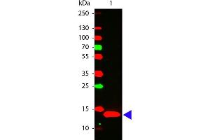 Western Blot of Rabbit anti-IL-22 antibody. (IL-22 抗体)