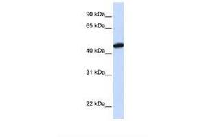 Image no. 1 for anti-KRR1, Small Subunit (SSU) Processome Component, Homolog (KRR1) (AA 290-339) antibody (ABIN6737945)