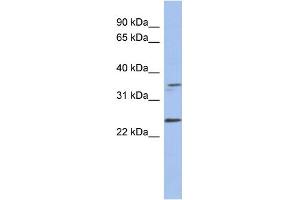 WB Suggested Anti-NDN Antibody Titration: 0. (NDN 抗体  (Middle Region))