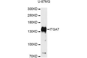 Western blot analysis of extracts of U-87MG cells, using ITGA7 antibody (ABIN6292834) at 1:3000 dilution. (ITGA7 抗体)