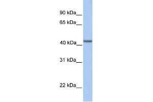 WB Suggested Anti-EIF3H Antibody Titration:  0. (EIF3H 抗体  (N-Term))