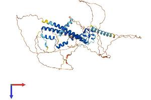 Melanophilin Protein (MLPH) (AA 1-600) (His tag)