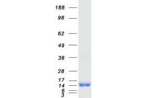 Validation with Western Blot