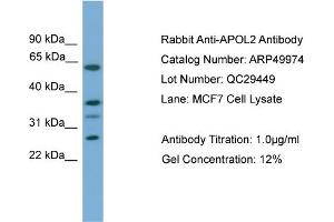 WB Suggested Anti-APOL2  Antibody Titration: 0. (Apolipoprotein L 2 抗体  (Middle Region))