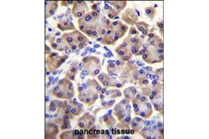 MRPS12 Antibody (Center K43) immunohistochemistry analysis in formalin fixed and paraffin embedded human pancreas tissue followed by peroxidase conjugation of the secondary antibody and DAB staining. (MRPS12 抗体  (AA 28-59))