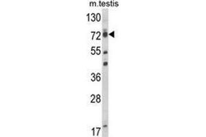 Western blot analysis of ELL (arrow) in mouse testis tissue lysates (35ug/lane) using ELL  Antibody (C-term).