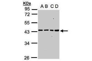 Western Blotting (WB) image for anti-Mitochondrial Ribosomal Protein S5 (MRPS5) antibody (ABIN2855726)