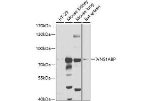 Western blot analysis of extracts of various cell lines, using IVNS1ABP antibody (ABIN1680538, ABIN3018933, ABIN3018934 and ABIN6220631) at 1:1000 dilution. (IVNS1ABP 抗体  (AA 1-300))