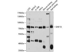 Western blot analysis of extracts of various cell lines, using SNX18 antibody  at 1:1000 dilution. (SNX18 抗体  (AA 445-624))