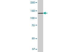 RNF111 MaxPab polyclonal antibody. (RNF111 抗体  (AA 1-985))