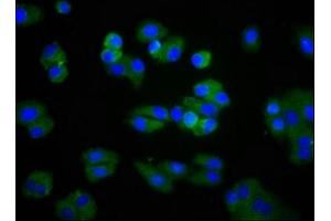 Immunofluorescence staining of HepG2 cells with ABIN7158443 at 1:266, counter-stained with DAPI. (Lipoprotein Lipase 抗体  (AA 162-246))