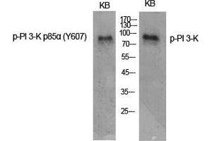 Western Blot (WB) analysis of specific cells using Phospho-PI 3-kinase p85alpha (Y607) Polyclonal Antibody. (PIK3R1 抗体  (pTyr607))