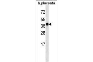 Western blot analysis in human placenta tissue lysates (35ug/lane). (OR5H2 抗体  (C-Term))