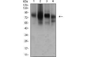 Western blot analysis using CD44 mouse mAb against Hela (1), PANC-1 (2), HUVEC (3), and HUVE-12 (4) cell lysate. (CD44 抗体  (AA 36-194))