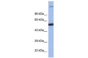 Western Blot showing IRF8 antibody used at a concentration of 1. (IRF8 抗体  (C-Term))